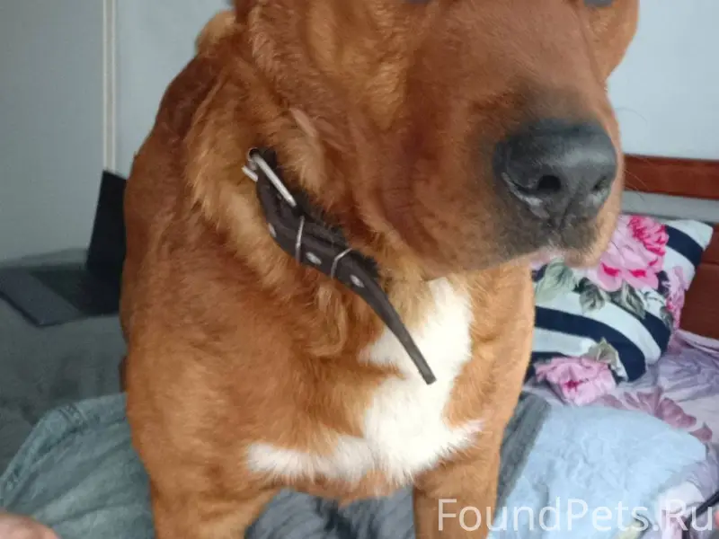 В Новом городе найдена собака!...