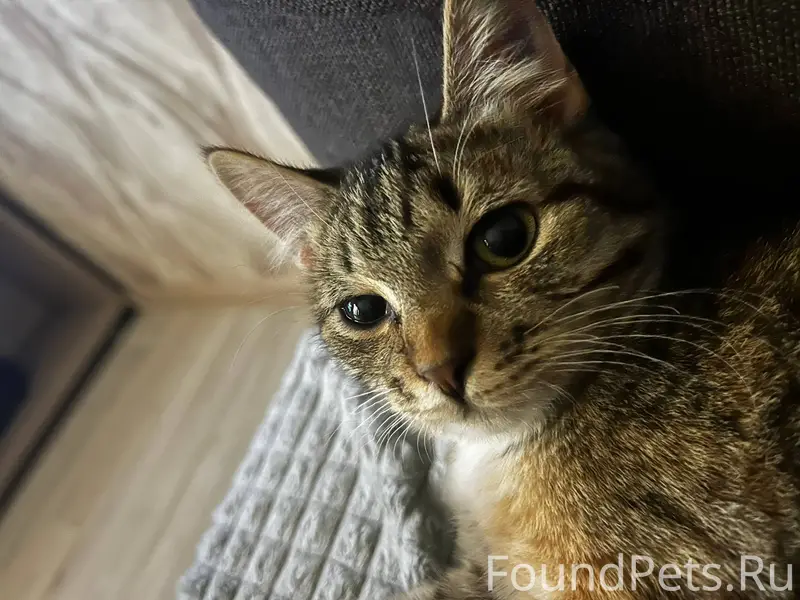 ДОБРО ПРОПАЛ КОТЕНОК Отзываетс...