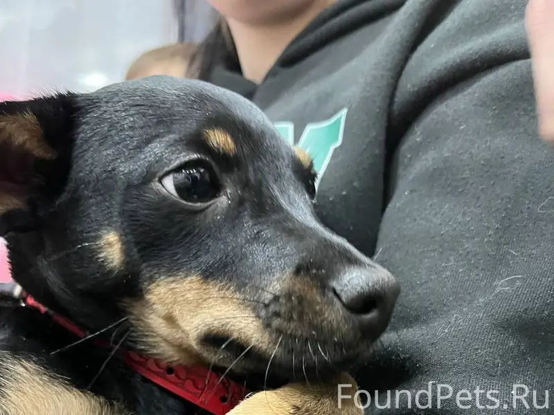 ПРОПАЛА СОБАКА! по кличке «Чит...