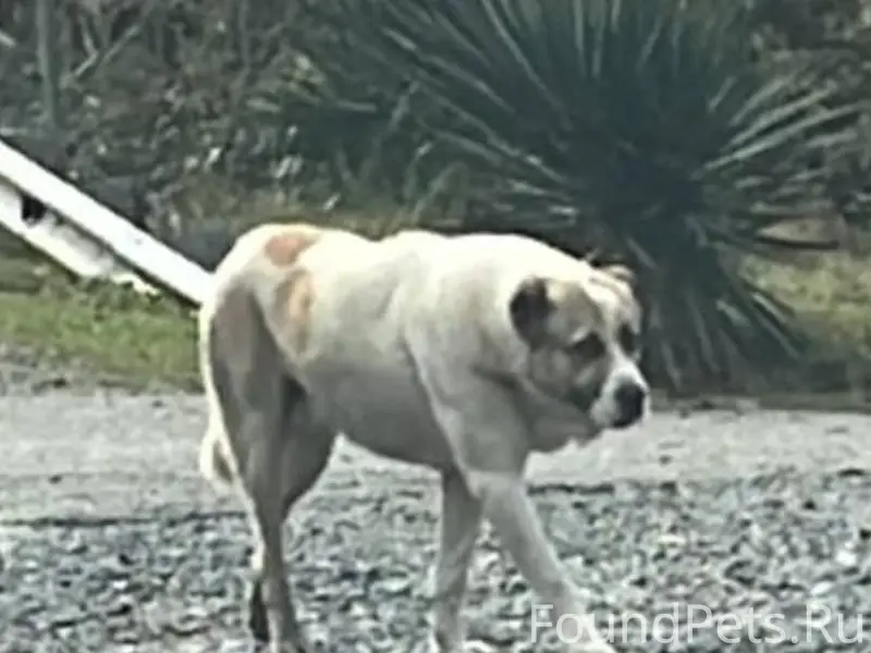 Найден добрый алабай, ходит по...