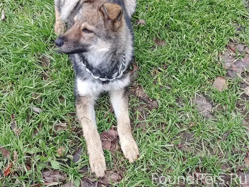 Сегодня снова пришла собака, п...