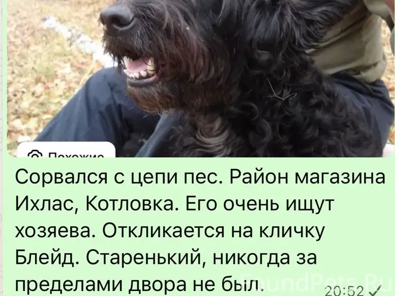 Потерялась собака, район Котло...