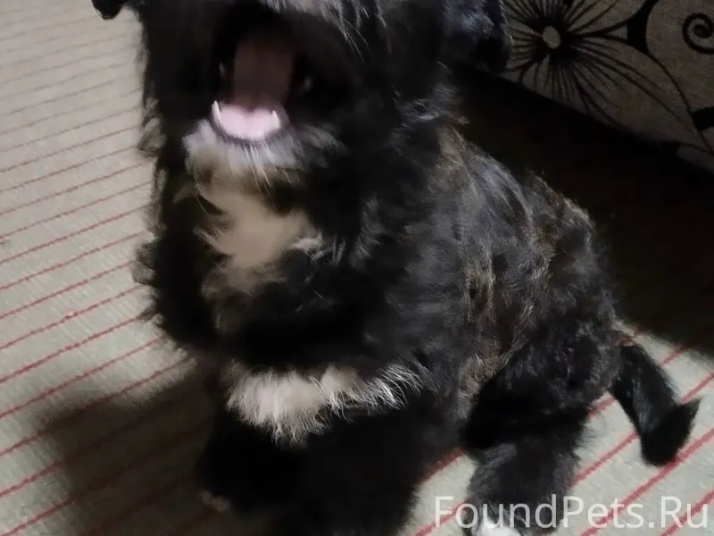 Георгиевск. Найден щенок 2.12....