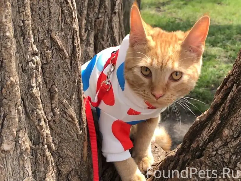 Пропал кот, кличка Марсель (на...