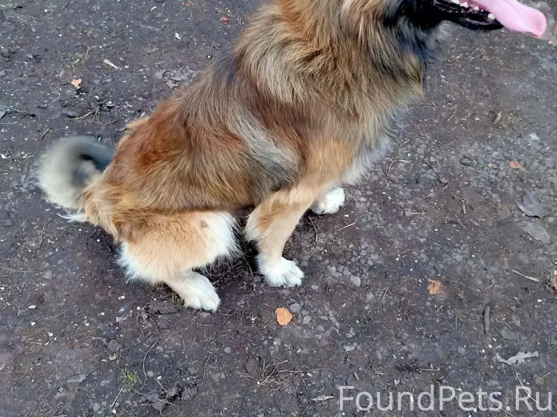 Пропала собака , может кто вид...