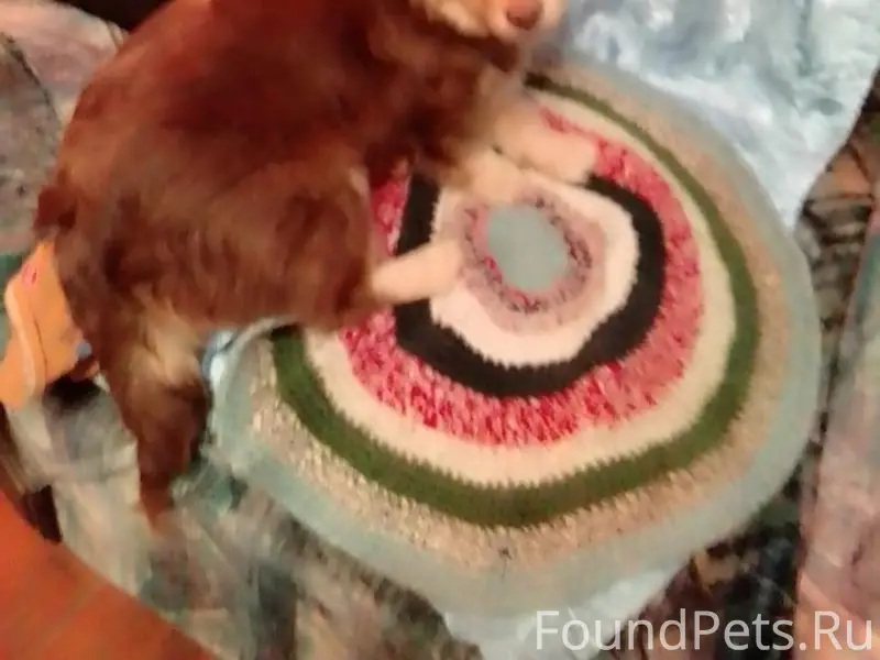 Потерялась собака. В Седятах п...