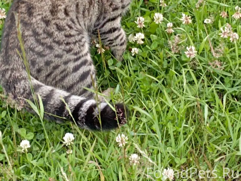 Пропал кот. Микрорайон улицы Н...