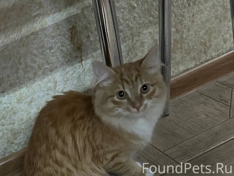 Найден кот в подъезде! #найден...