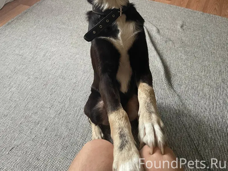 Убежала собака,пос.Городецкий ...