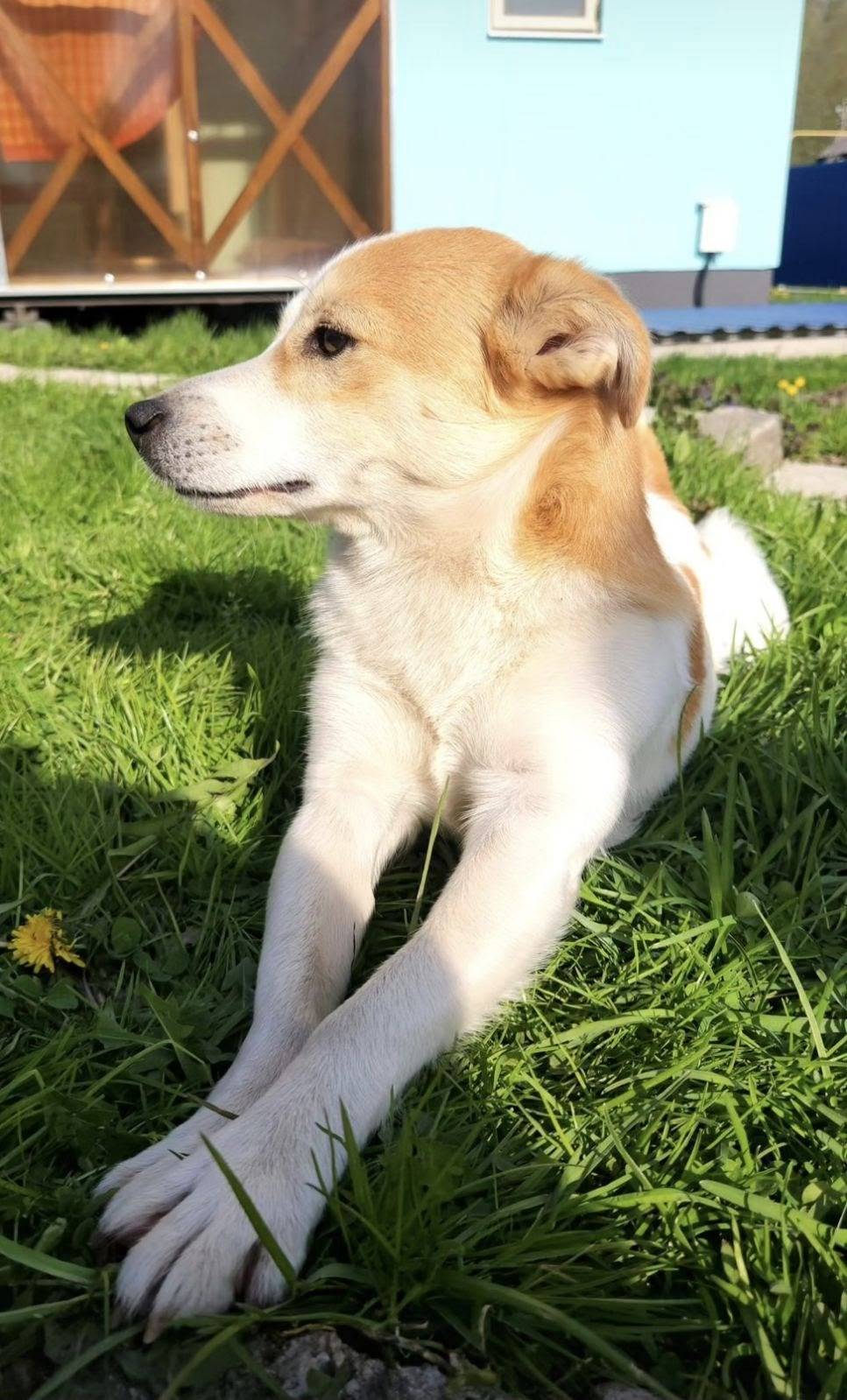 🆘️Пропала собака🆘️ 2-ой Загоро...