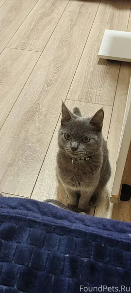 Пропала кошка в районе 4 кварт...