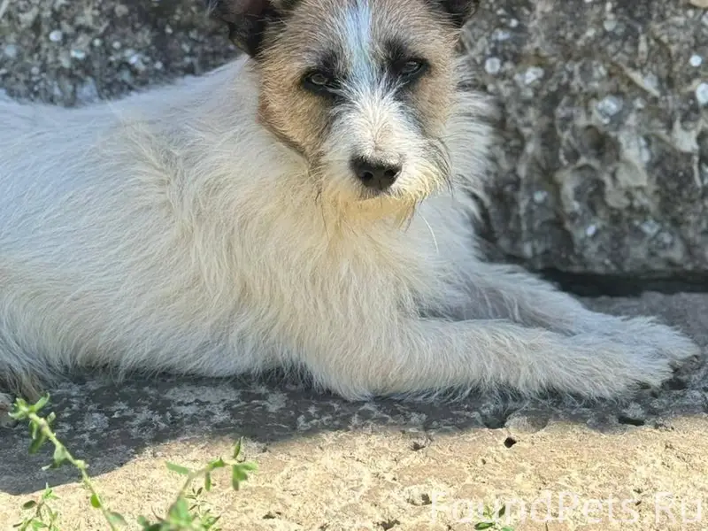 Пропала собака в районе Сберба...