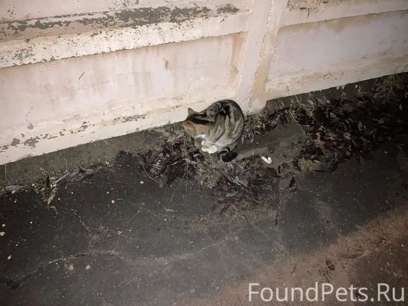 Найден кот в Солнечногорске