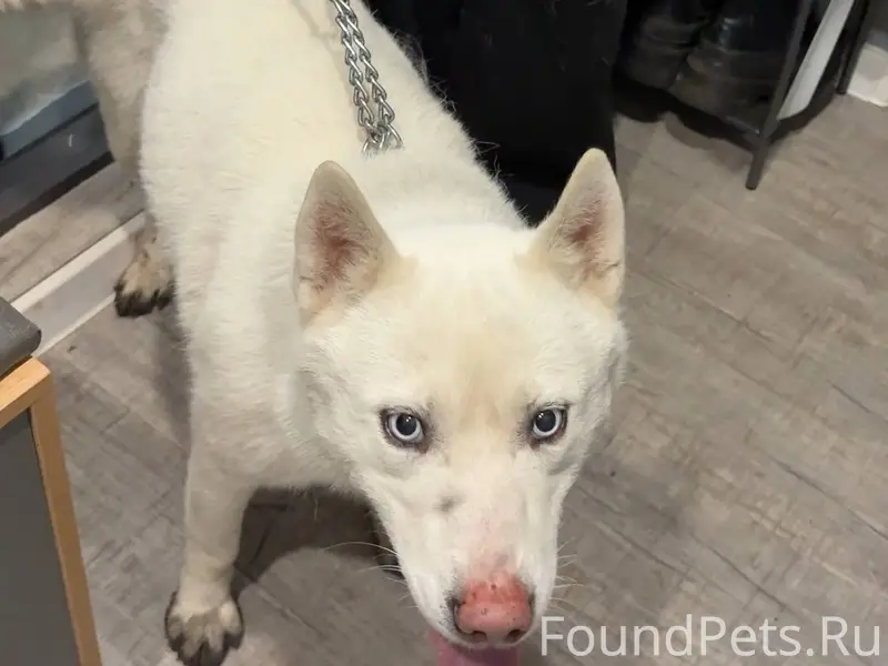 Сегодня дочь привела домой соб...