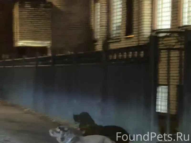 Королёв. Замечена собака. 02.1...