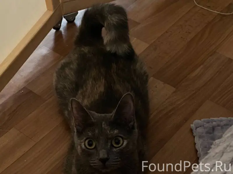 Пропала кошка зовут ася, на 8....