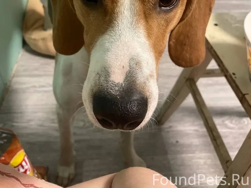 Пропала собака, последнее мест...