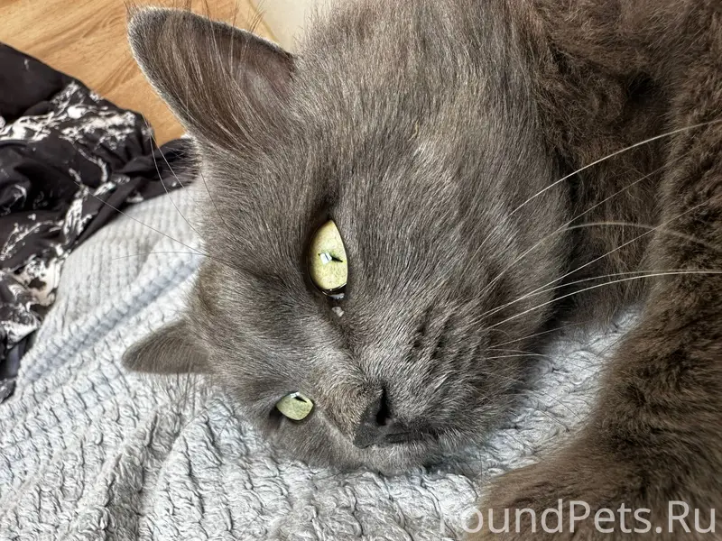 Пропал кот в с. Елизаветовка в...