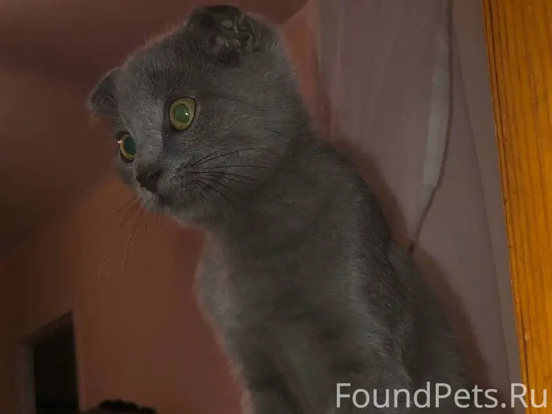 Пропал кот 28.11 вечером в...