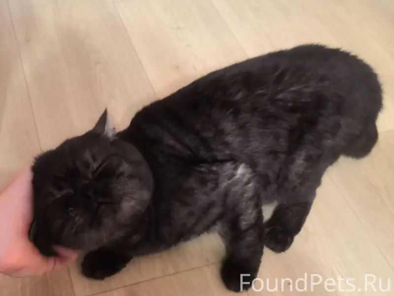 НАЙДЕН КОТ! Район Станочных уз...