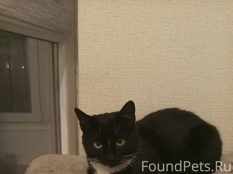 Найдена кошка. В магазин "Пятё...
