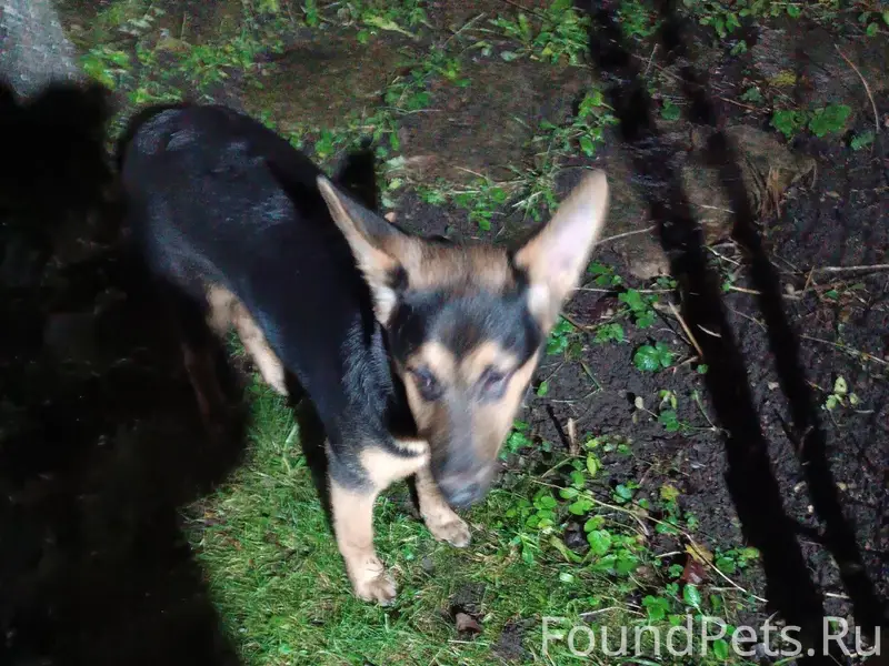 По улице в загвоздке бегает ще...