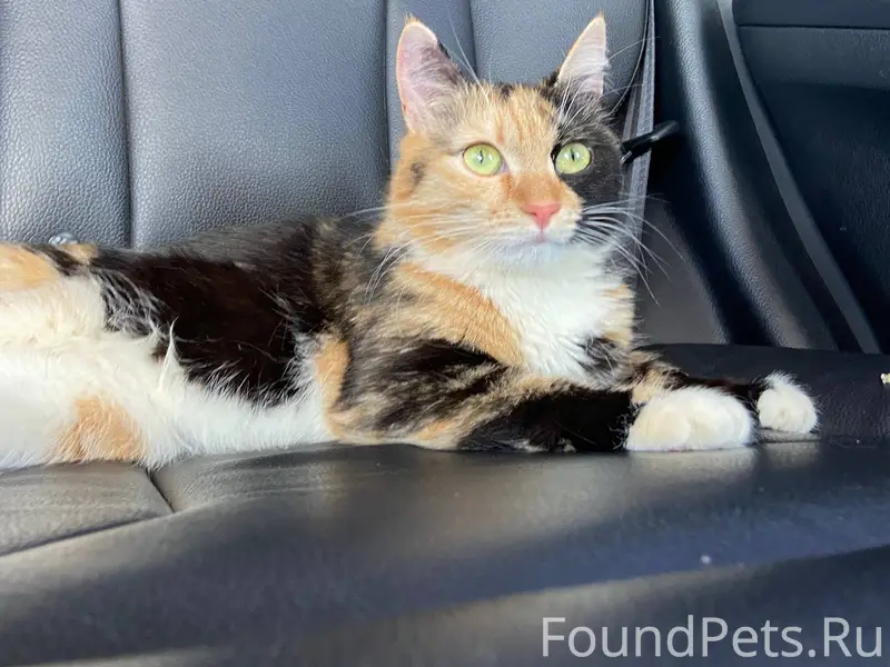 Пропала кошка Мурка (Маруся). ...