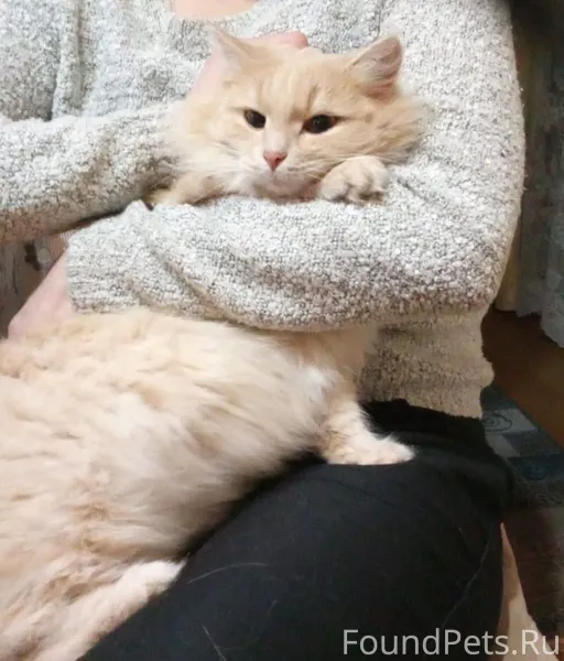 Пропала кошка, зовут Белка. Ос...