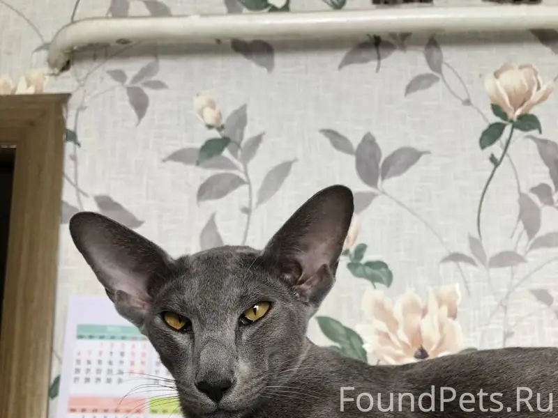 Потерялся кот Семён, породы ор...