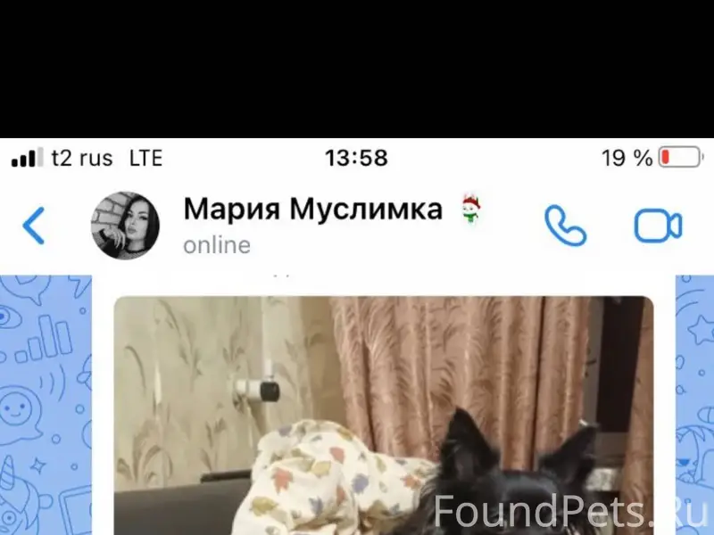 Срочно!!!! Пропала собака, кли...