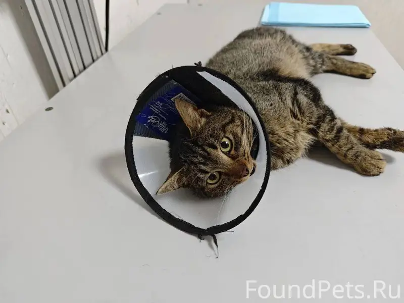 SOS SOS SOS Хозяин найдись!!! ...