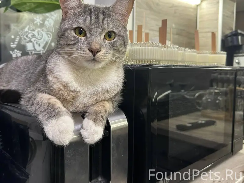 Пропал кот! Серый кот Гриша, х...