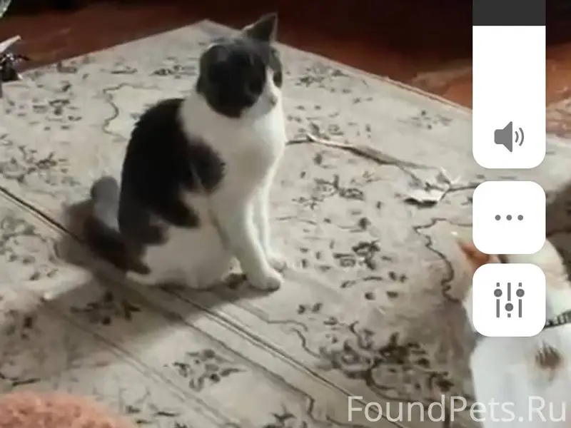 В районе Пустошь бор пропал ко...