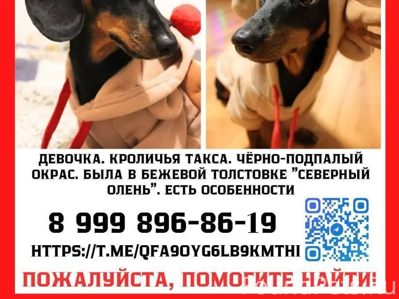 ПРОПАЛА СОБАКА