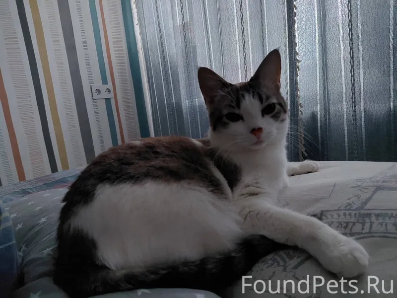 Пропала кошка Алиса. Вчера выб...