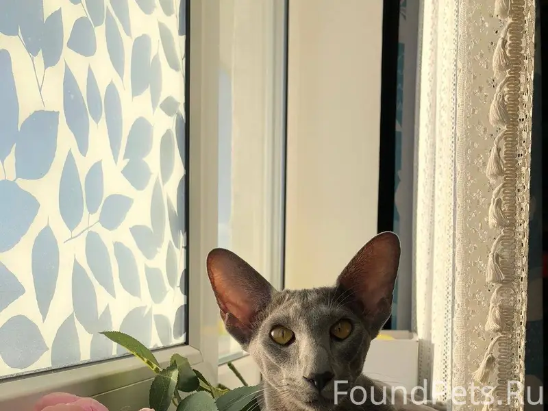 ПРОПАЛ КОТ в районе Империала ...