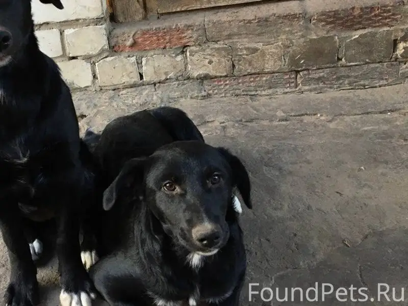 Пропала собака. Нашедшему возн...