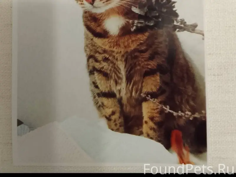 Пропал кот по кличке Цезарь. К...