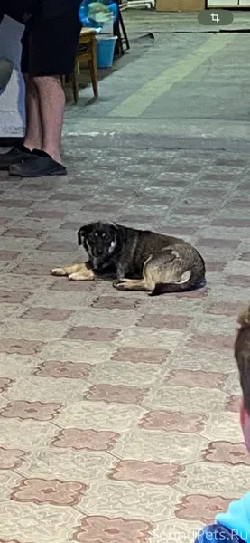 Потерялась собака если кто вид...