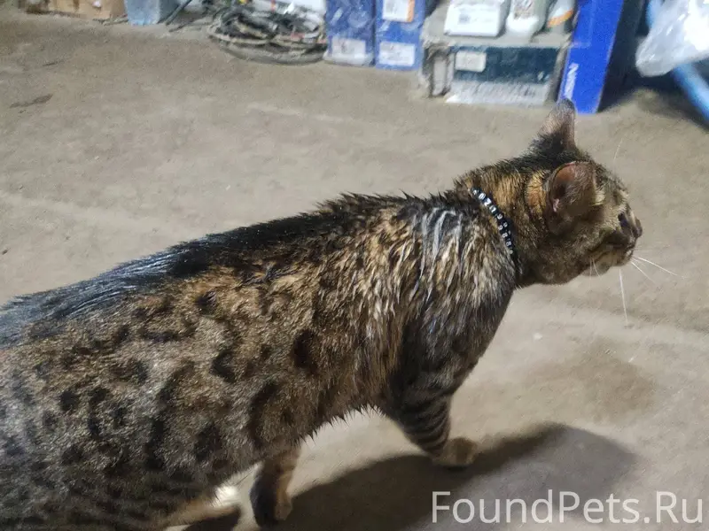 Найден кот , на ошейнике напис...