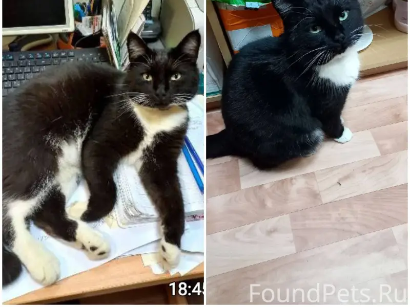 Пожалуйста, помогите найти кот...