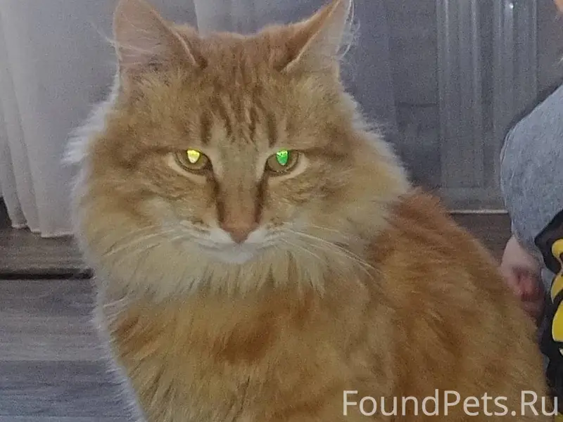 ‼️🆘‼️ Пропал кот!!! По улице э...