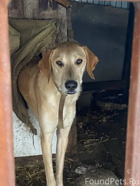 Пропала собака в районе села К...