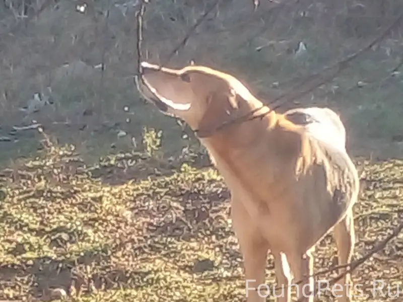 Найдена собака порода охотничь...