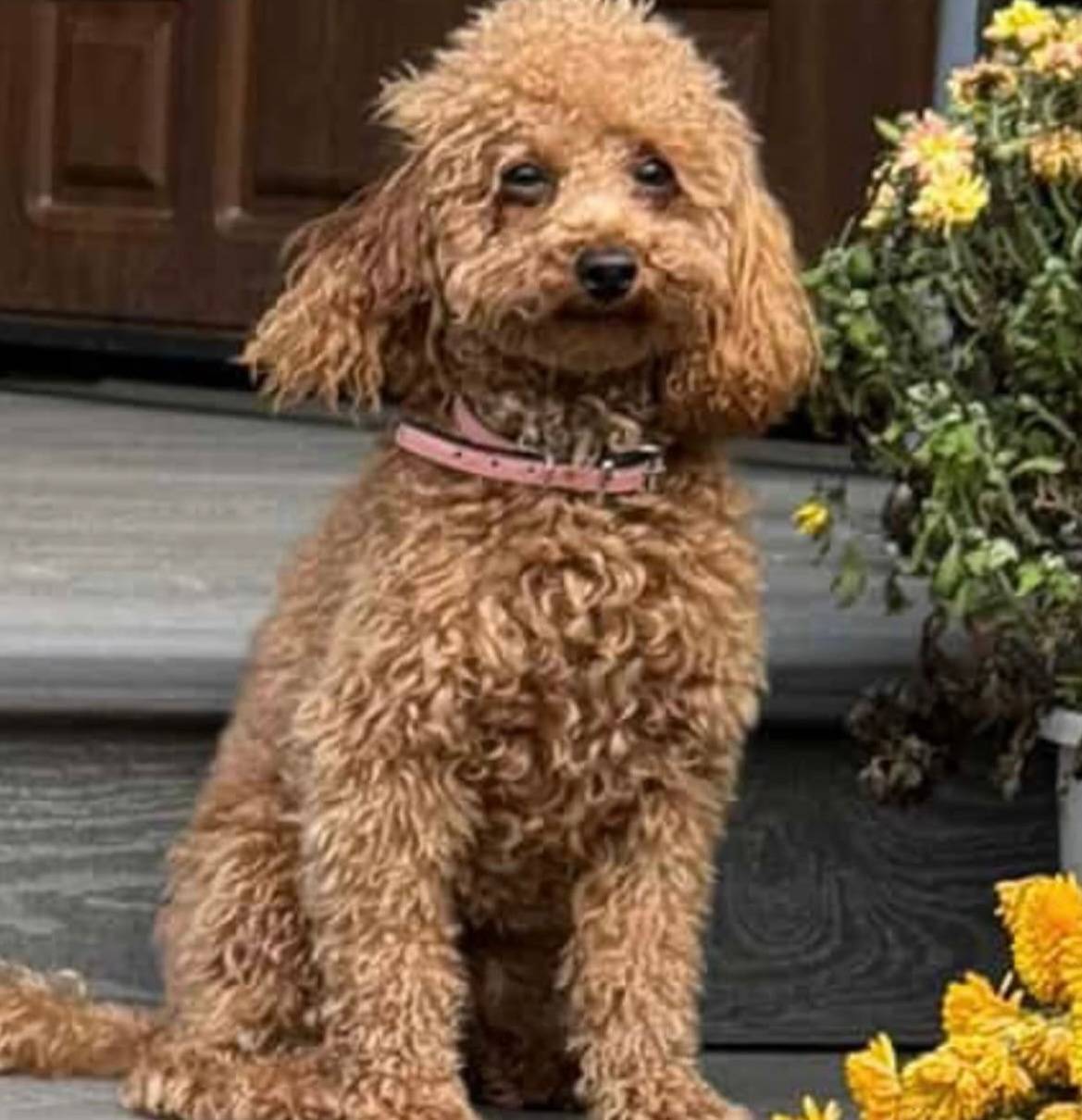 Потерялась собака той пудель п...