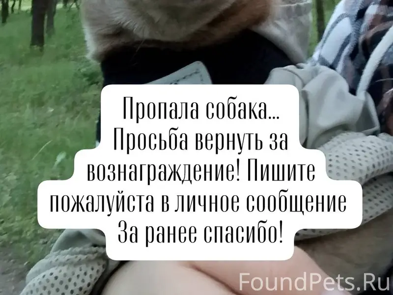 Добрый день. Пропала собака, п...