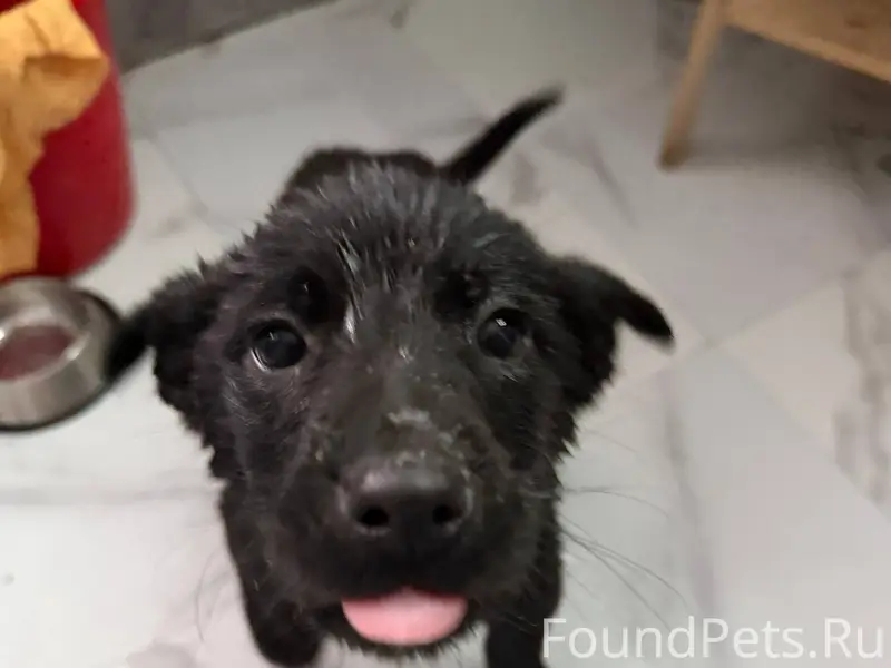 Маленький щенок был найден око...