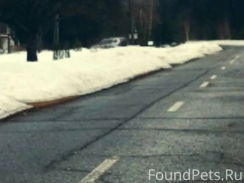 19.12 вечером пропала собака п...
