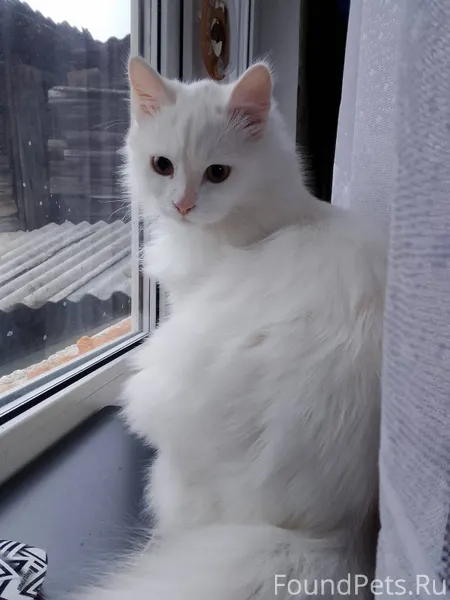 Вечером 19 декабря потерялся к...