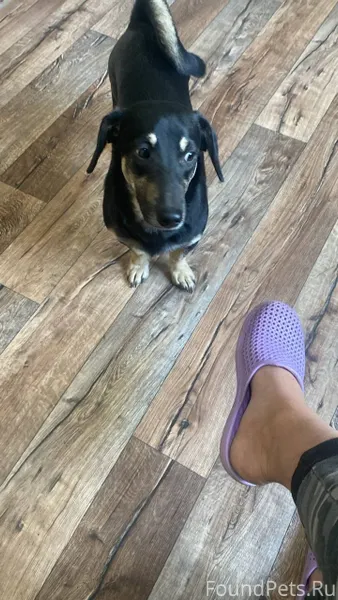 ‼️Рославль‼️ Пропала собака 🐕‍...